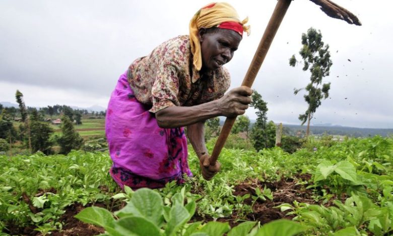 Farmer at Mount Kenya on her field