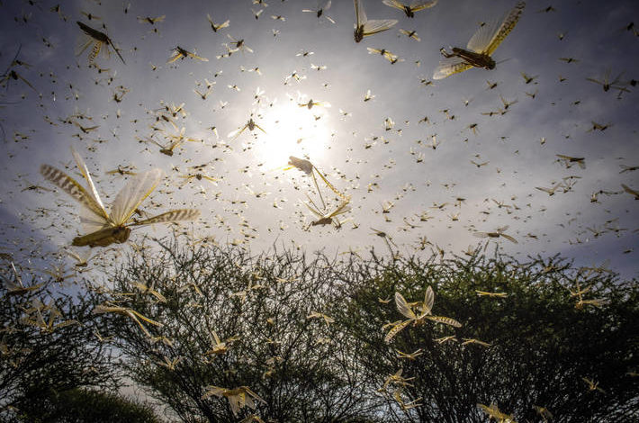 Photo of Desert Locusts Spread Despite Efforts by Government and UN