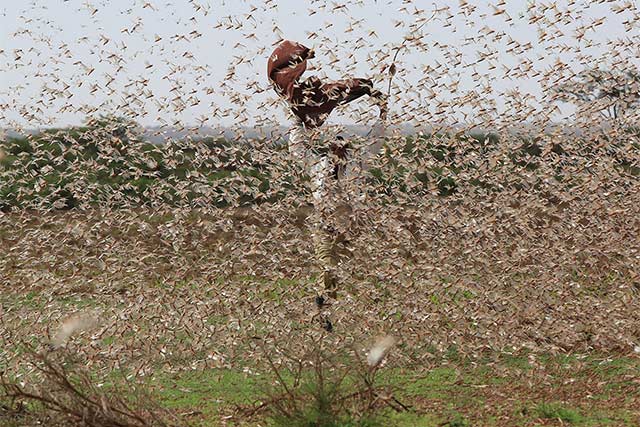 Photo of Embrace Alternative Methods of Eradicating Desert Locusts