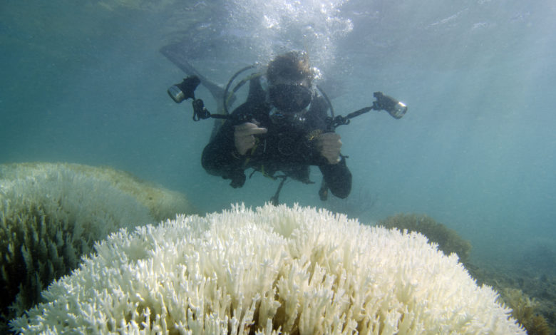 Photo of Coral Bleaching A Time Bomb If Nothing Is Done