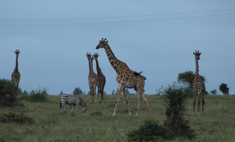 Photo of Maasais Conserving Wildlife Outside Nairobi National Park